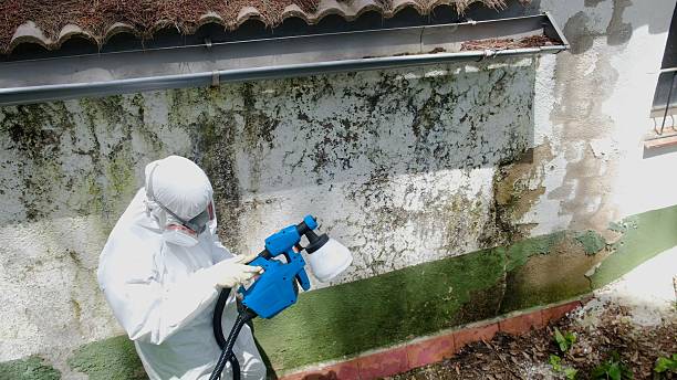 Trusted Mold Remediation service in Williamstown, NJ - Cheap Mold Removal